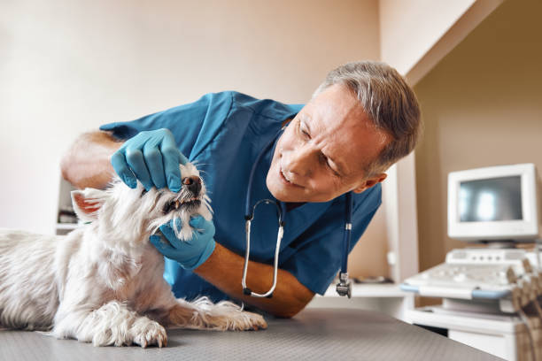Best Weekend Emergency Dentist in Edmonston, MD